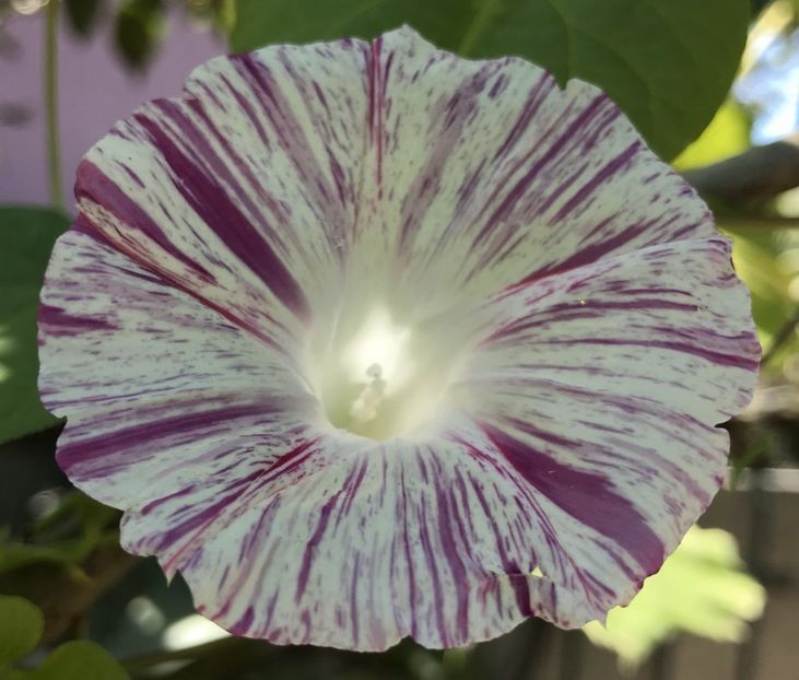 Carnevale di Venezia (2020, Sep.05) - Carnevale di Venezia