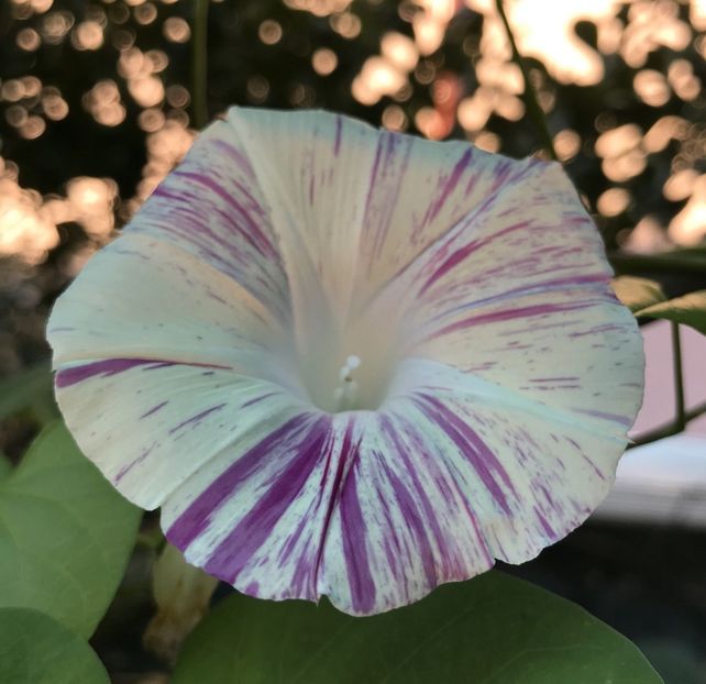 Carnevale di Venezia (2020, Sep.07) - Carnevale di Venezia