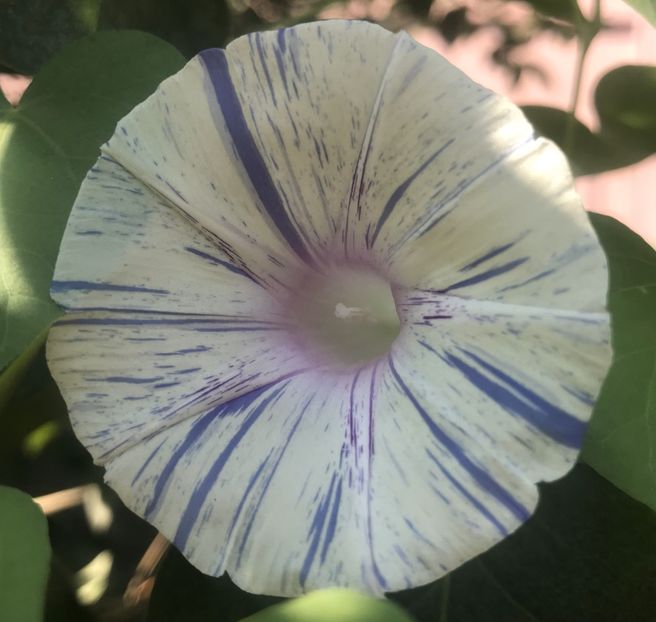 Carnevale di Venezia (2020, Sep.09) - Carnevale di Venezia