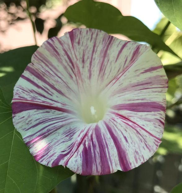 Carnevale di Venezia (2020, Sep.11) - Carnevale di Venezia