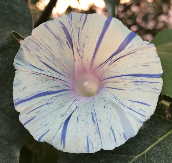 Carnevale di Venezia (2020, Sep.16) - Carnevale di Venezia