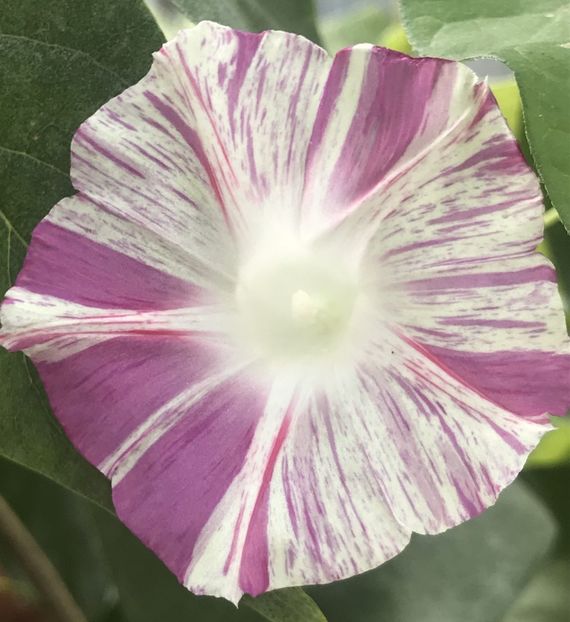 Carnevale di Venezia (2020, Sep.29) - Carnevale di Venezia