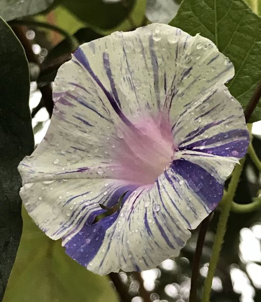 Carnevale di Venezia (2020, Sep.29) - Carnevale di Venezia