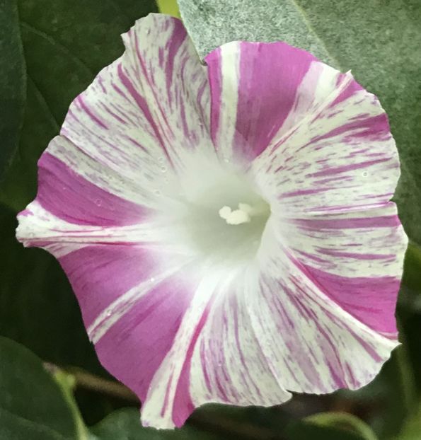 Carnevale di Venezia (2020, Sep.29) - Carnevale di Venezia