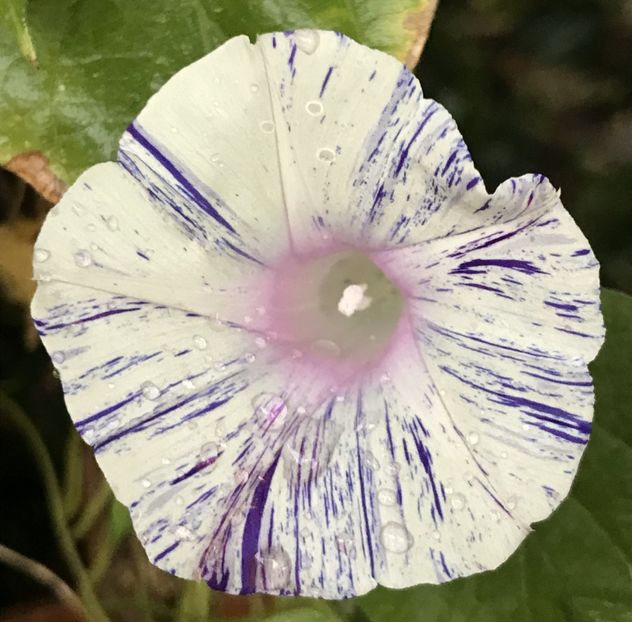 Carnevale di Venezia (2020, Sep.29) - Carnevale di Venezia