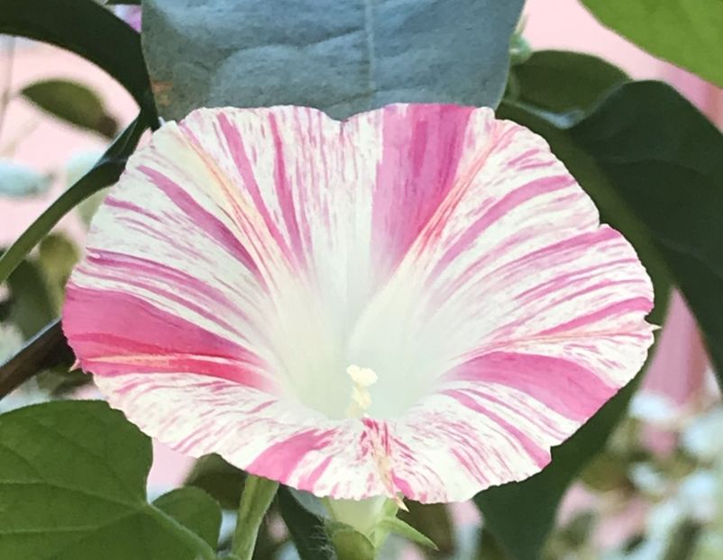 Carnevale di Venezia (2020, Oct.02) - Carnevale di Venezia