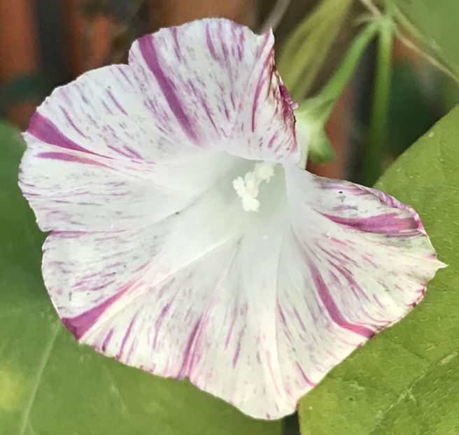 Carnevale di Venezia (2020, Oct.02) - Carnevale di Venezia