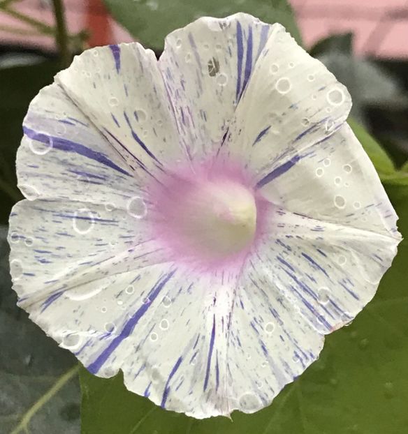 Carnevale di Venezia (2020, Oct.09) - Carnevale di Venezia