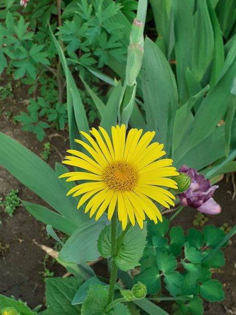  - FEBRUARIE- MARTIE- APRILIE