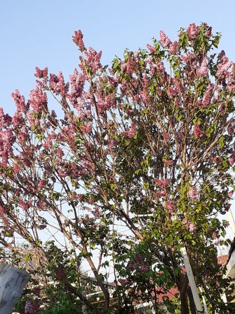  - FEBRUARIE- MARTIE- APRILIE