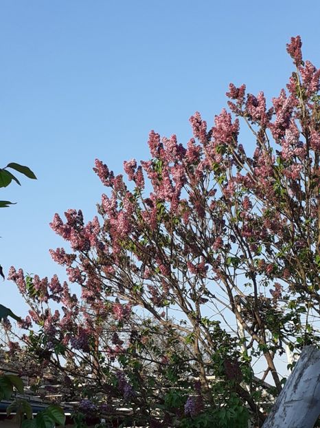  - FEBRUARIE- MARTIE- APRILIE