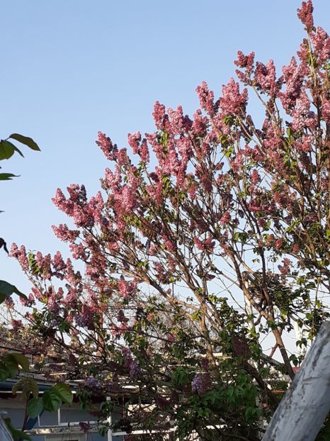  - FEBRUARIE- MARTIE- APRILIE