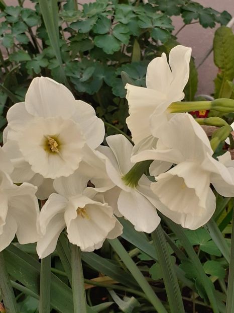  - FEBRUARIE- MARTIE- APRILIE