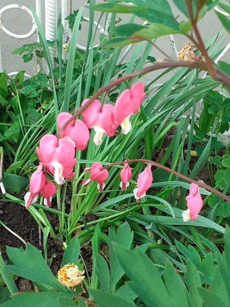  - FEBRUARIE- MARTIE- APRILIE