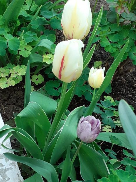  - FEBRUARIE- MARTIE- APRILIE