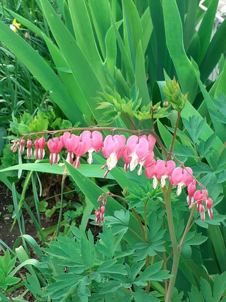  - FEBRUARIE- MARTIE- APRILIE