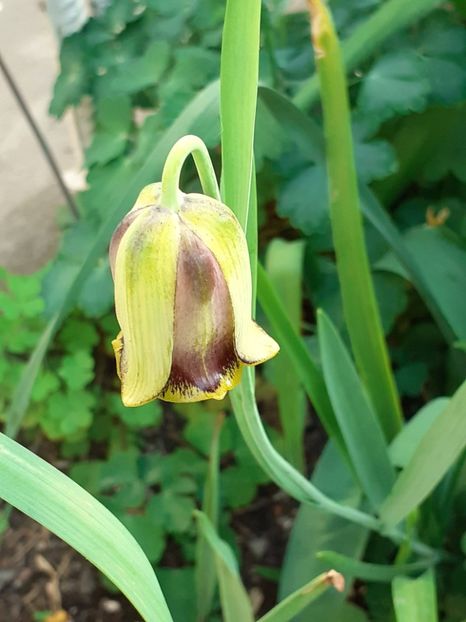  - FEBRUARIE- MARTIE- APRILIE