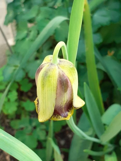  - FEBRUARIE- MARTIE- APRILIE