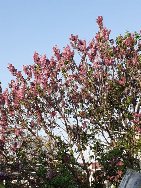  - FEBRUARIE- MARTIE- APRILIE