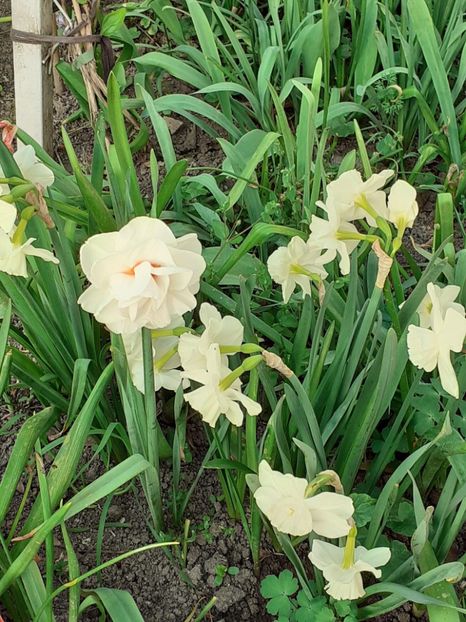  - FEBRUARIE- MARTIE- APRILIE