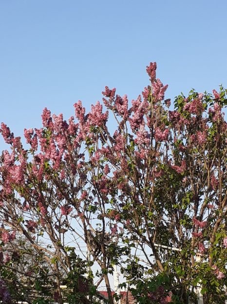  - FEBRUARIE- MARTIE- APRILIE