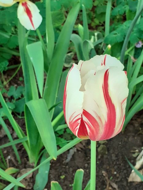  - FEBRUARIE- MARTIE- APRILIE