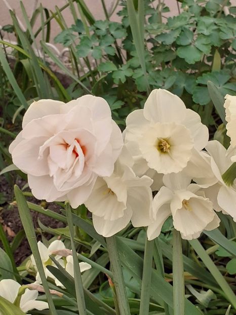  - FEBRUARIE- MARTIE- APRILIE