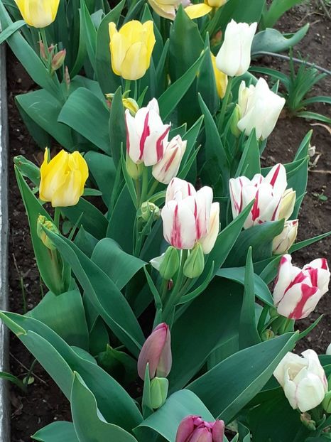  - FEBRUARIE- MARTIE- APRILIE