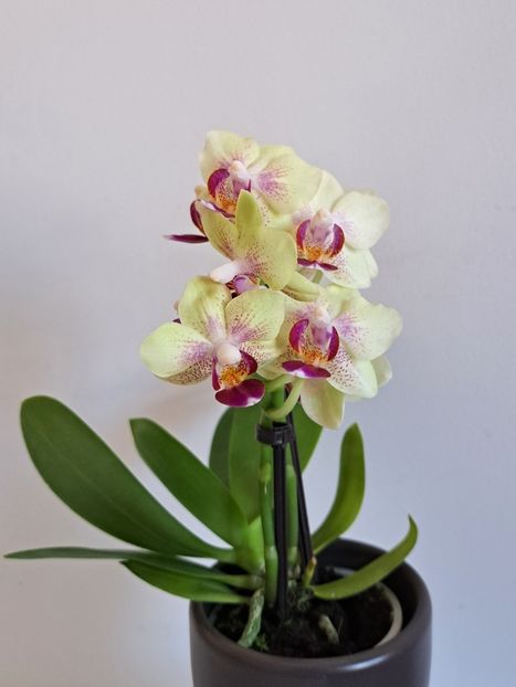  - Mini phalaenopsis