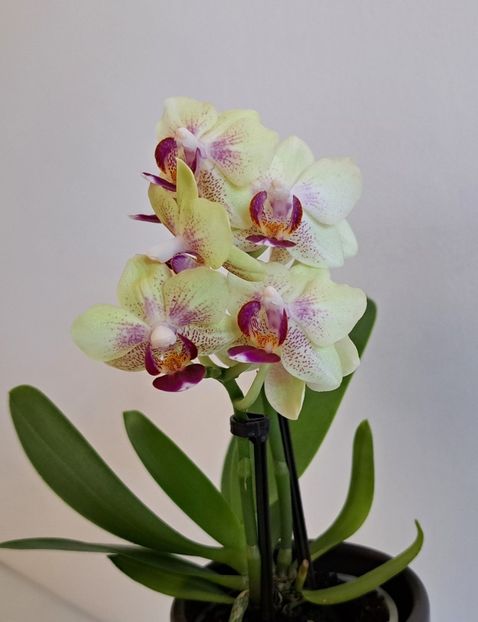  - Mini phalaenopsis