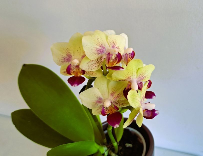 Bahamas - Mini phalaenopsis