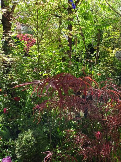 Hubbs Red Willow - Grădina 2024 continuare 1