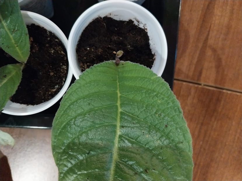 pui cu boboci - Streptocarpus din semințe