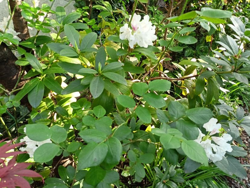  - Grădina 2024 continuare 1