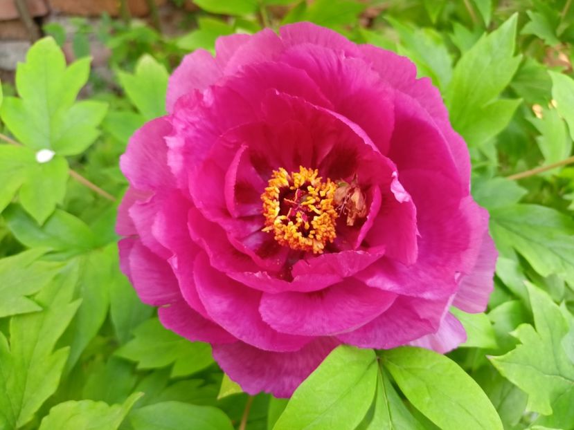  - Grădina 2024 continuare 1