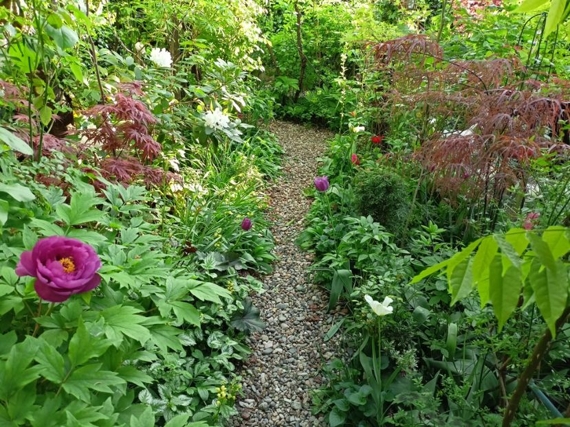  - Grădina 2024 continuare 1