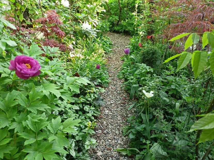  - Grădina 2024 continuare 1