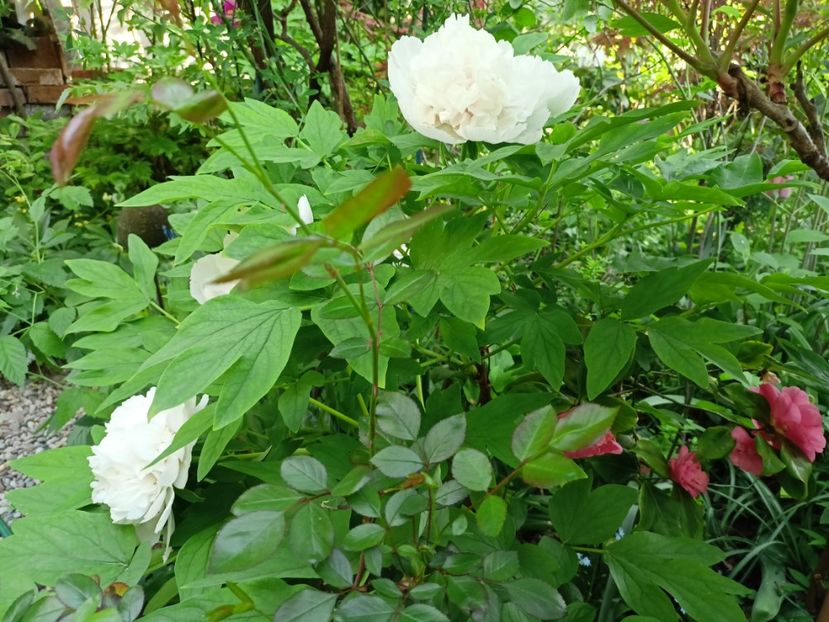 Jing Yu, arbustiv - Grădina 2024 continuare 1