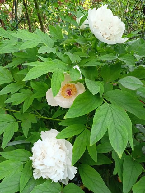 Jing Yu, arbustiv - Grădina 2024 continuare 1