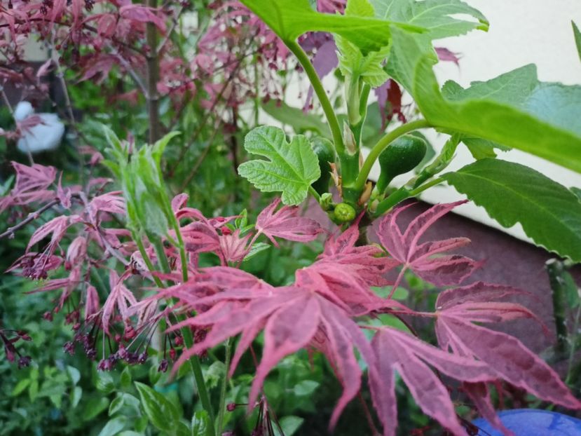 Gheisha Gone Wild - Grădina 2024 continuare 1