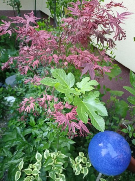  - Grădina 2024 continuare 1