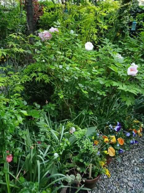  - Grădina 2024 continuare 1