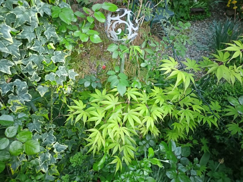 Osakazuki - Grădina 2024 continuare 1