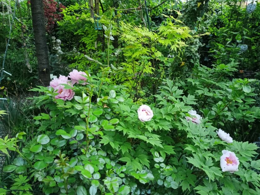 Or - Grădina 2024 continuare 1