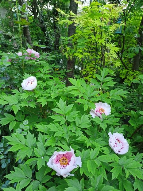  - Grădina 2024 continuare 1