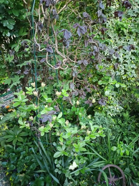  - Grădina 2024 continuare 1