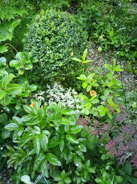  - Grădina 2024 continuare 1