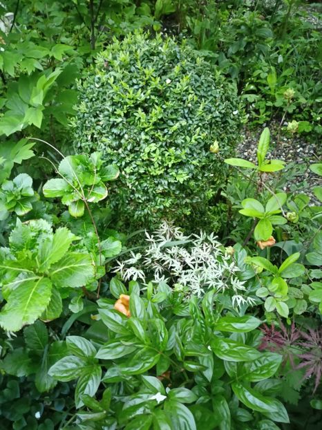  - Grădina 2024 continuare 1