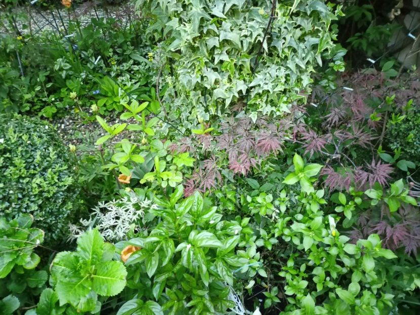  - Grădina 2024 continuare 1