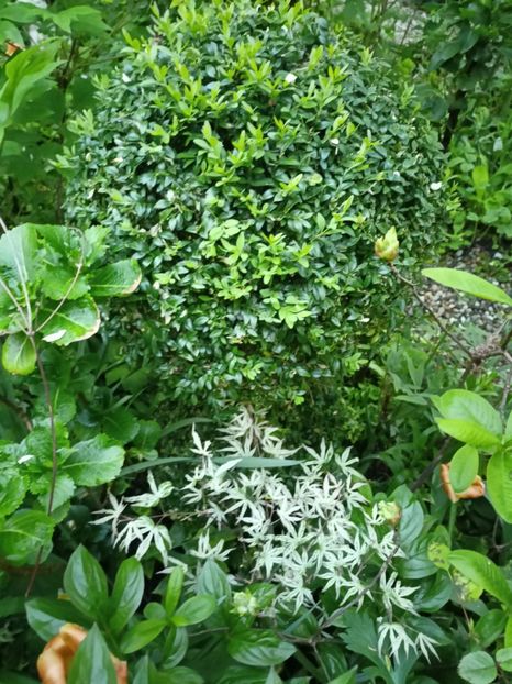  - Grădina 2024 continuare 1